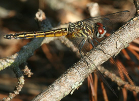 Blue Dasher